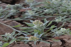 Gnaphalium indicum
